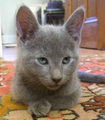 Dushenka russian blues sales